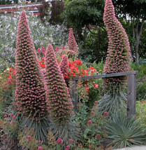 Septh Tower Of Jewels Red Bugloss Echium Wildpretii Ruby Hummingbird Flower Seed - £7.13 GBP