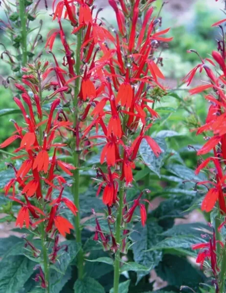 Lobelia Red Cardinal Flower Seeds (Lobelia Cardinalis) Fresh Seeds - £12.32 GBP