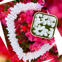 Hawaiian Store Genuine Bubble Shell Haku Lei, Headband or Rosettes - $74.99