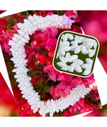 Hawaiian Store Genuine Bubble Shell Haku Lei, Headband or Rosettes - $74.99