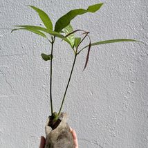 Live Plants Mango Gir Kesar (mangifera) live Tropical Fruit Tree 12”-24” - £43.79 GBP