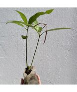 Live Plants Mango Gir Kesar (mangifera) live Tropical Fruit Tree 12”-24” - £44.05 GBP