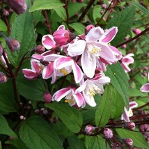 Deutzia Crenata Nikko Blush Nikko Blush Deutzia Live Plant 12 Inch Tall ... - $108.90