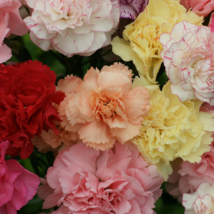 50 - 1,000 Seeds Chabaud Mix Carnation - £7.59 GBP