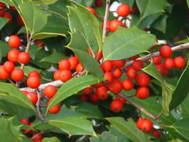 20 Menantico X Ed Thomas Holly Seeds Ilex Opaca US Fast Shipping - $12.40