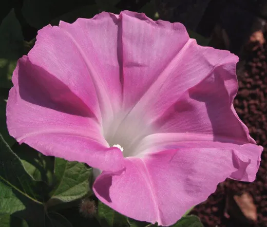 Morning Glory Japanese Morning Call Pink Ipomoea Nil 50 Fresh Seeds - £39.95 GBP