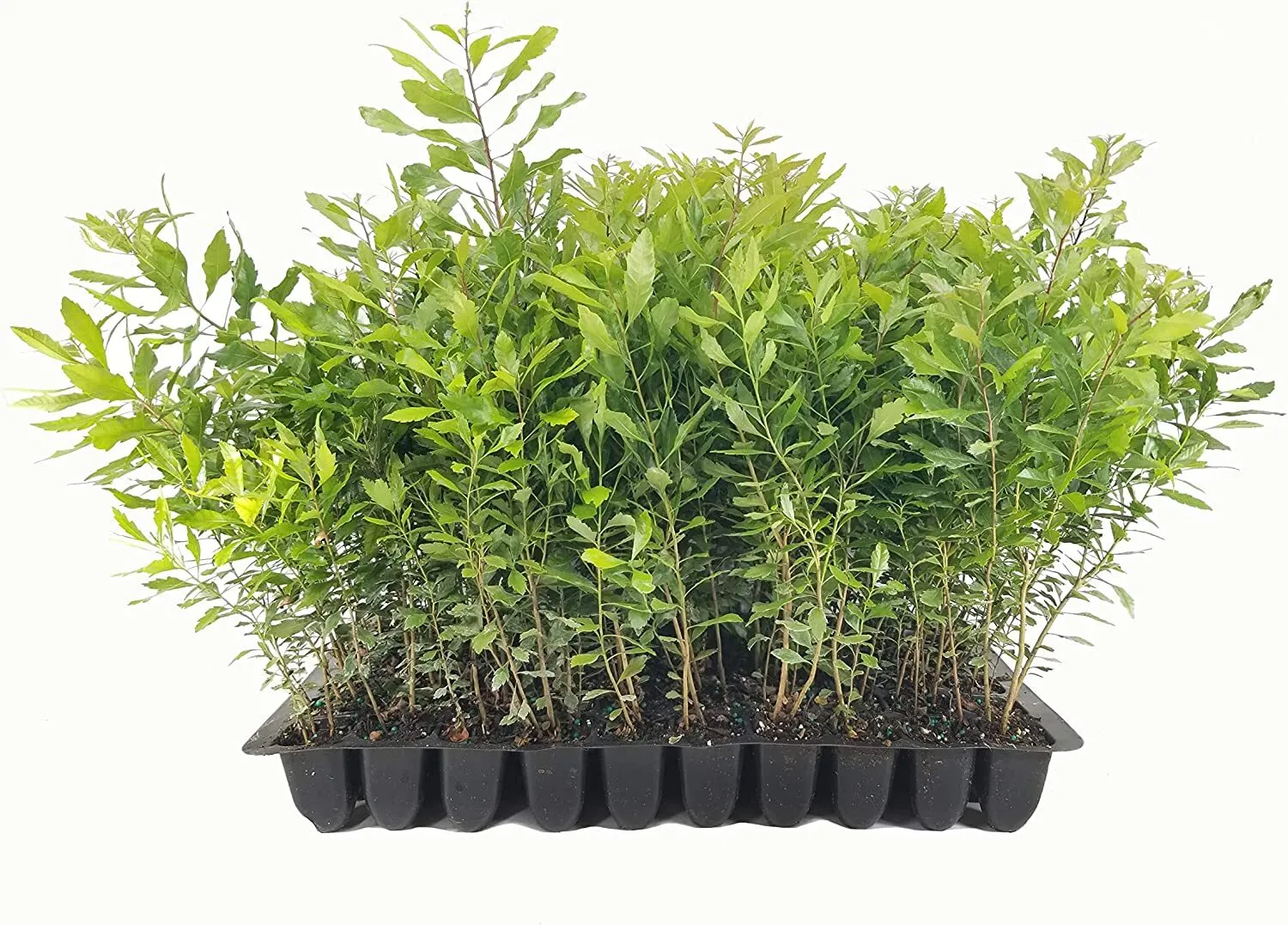 Wax Myrtle Live Plants Myrica Cerifera Bayberry Hedge Shrub - £32.06 GBP
