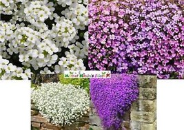 Us Seller Groundcover Rock Cress Mixed Colors Perennial Purple &amp; White Non-GMO - £4.77 GBP