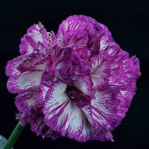 100 Seeds Carnations Seeds Dianthus Caryophyllus Cut Flowers Purple Whit... - £5.96 GBP