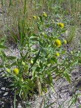 Marsh Fleabane 100 Seeds for Planting - Swamp Ragwort Swamp Groundsel - $17.00