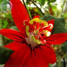 Passiflora coccinea Red Passion Flower Seeds 30 seeds big red blooms hom... - $7.99