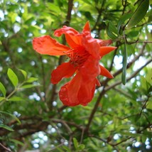 USA SELLER Punica Granatum Nana Dwarf Pomegranate 10 Seeds Free Shipping - £15.28 GBP