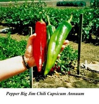 100+ Organic Largest Hot Big Jim Chili Pepper Seeds, NON - GMO 2023 Season - £2.86 GBP