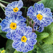 Evening Primrose Zebra Blue Evening Primrose Bonsai 100 PCS Seeds - £8.45 GBP