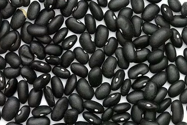 25 Seed Bean Small Black Turtle Bush Type Heirloom Vigorous Dwarf Nutrition Full - £14.14 GBP