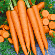 Imperator-58 Carrot Seeds Fresh Garden Seeds USA Non-GMO - £8.64 GBP