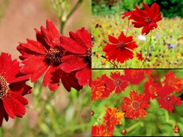2000+Dwarf Red Plains Coreopsis Native Wildflower Seeds Drought Heat Pollinators - £10.18 GBP