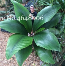 100 Pcs Bag Purple Travelers Palm Flores Bonsai Ravenala Madagascariensi... - $4.68