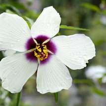 New Seeds 10 Tropical Seeds White Kenaf Flowering Hibiscus - £17.05 GBP