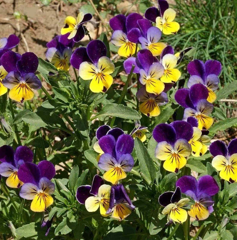 SMR Johnny Jump Up Viola Tricolor Fresh Garden - $13.53
