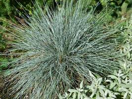 Blue Fescue Ornamental Grass 750 Seeds - Festuca glauca - £7.65 GBP