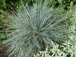 Blue Fescue Ornamental Grass 750 Seeds - Festuca glauca - $9.58