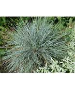 Blue Fescue Ornamental Grass 750 Seeds - Festuca glauca - $9.58
