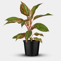 1 Pot Aglaonema Siam Aurora 4&quot; pot Lipstick Plant Red Pink Chinese Evergreen - £15.97 GBP