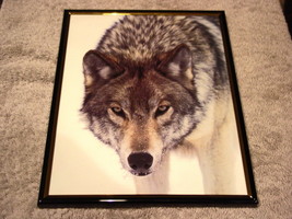 WOLF 8X10 FRAMED PICTURE PRINT #3 - $12.84