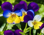 Johnny Jump Up Viola Flower Seeds Heirloom Non Gmo Fresh Harvest Fast Sh... - $8.99