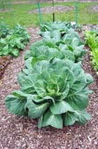 Collard Greens Seed, Vates, Heirloom, Organic, Non Gmo, 500 Seeds, Collard Green - £7.18 GBP