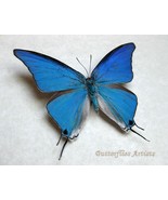 Sky Blue Hairstreak Pseudolycaena Damo Butterfly Framed Entomology Shado... - $1,700.46 MXN