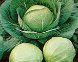 200 Cabbage Seeds Early Round Dutch Heirloom Non Gmo Fresh Fast Shipping - £7.07 GBP