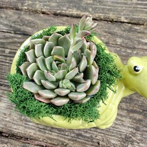 Echeveria in Turtle Planter, Live Succulent, 5" Green Ceramic Tortoise Pot image 3