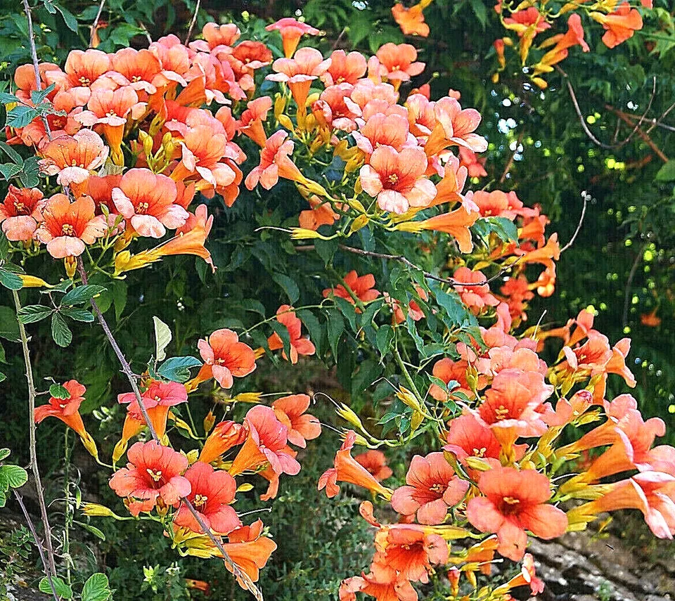 KingStore 100 Flower Vine Perennial Trumpet Creeper Campsis Radic Planting Seeds - $9.43