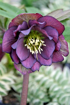 10 Onyx Odyssey Lenten Rose Seeds Helleborus Orientalis Onyx Odyssey USA Seller - $15.80