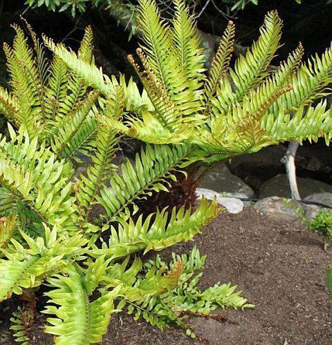 Blechnum tabular mountain