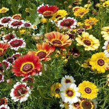 Painted Daisy 200 Seeds Tri-Color Chrysanthemum Flowers Wildflower Seeds Mix Col - £10.88 GBP