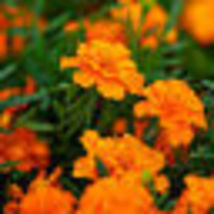 100 Seeds! French Marigold Tangerine Double Dwarf Beneficial Plant Non-GMO - £9.55 GBP