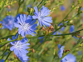 Bare Root Live Garden Plant Chicory Cichorium Intybus Perennial  - £35.01 GBP