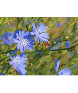Bare Root Live Garden Plant Chicory Cichorium Intybus Perennial  - £34.44 GBP