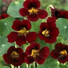 15 Seeds Nasturtium- Black Velvet - £6.68 GBP