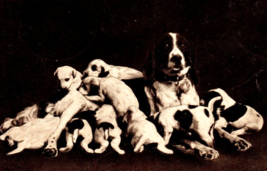 Basset Hound Dogs Postcard Meal Time Puppies And Mom Vintage Antique 1908 - £14.09 GBP