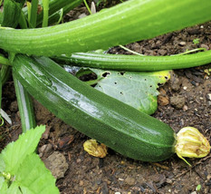 Dark Green Zucchini Seeds | Heirloom | Organic | Summer Squash FRESH - $9.36