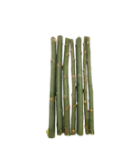20 Austree Hybrid Willow Tree Cuttings Fast Growing Aussie SPRING Direct... - $40.84 CAD