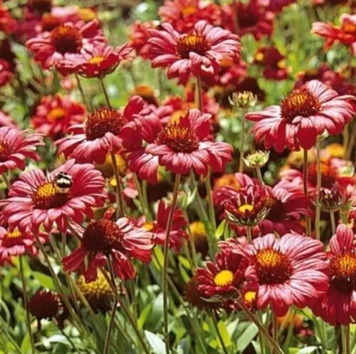 Blanket Cover Burgundy Red Flowers Perennial Gaillardia Native 100 Seed ... - £9.39 GBP