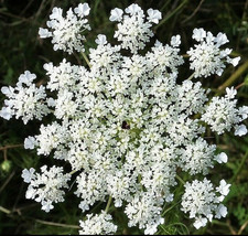 Anise Seeds White Vegetable Herb Plant Garden Licorice Fennel Cumin Seed  - £4.73 GBP
