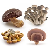 Realistic Mini Life Cycle Of Mushroom Figure Toy Set 4Pcs Mushroom Decor... - $23.82
