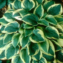 1 Live Potted Plant - hosta WIDE BRIM medium Classic best disease-free 2.5&quot; pot - £37.47 GBP