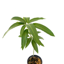 Grafted Mango Alphonso (Mangifera) Live Fruit Tree 1’-2’ Feet - £105.51 GBP